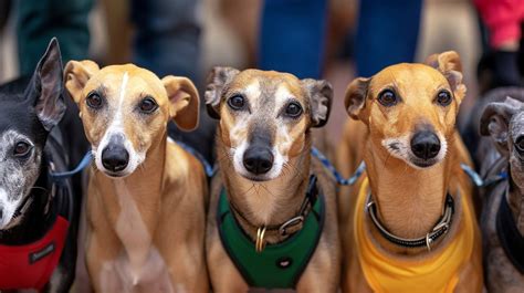 gbgb greyhound results|dog racing results e tote 24.